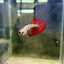 Red Samurai Plakat - Female betta 199