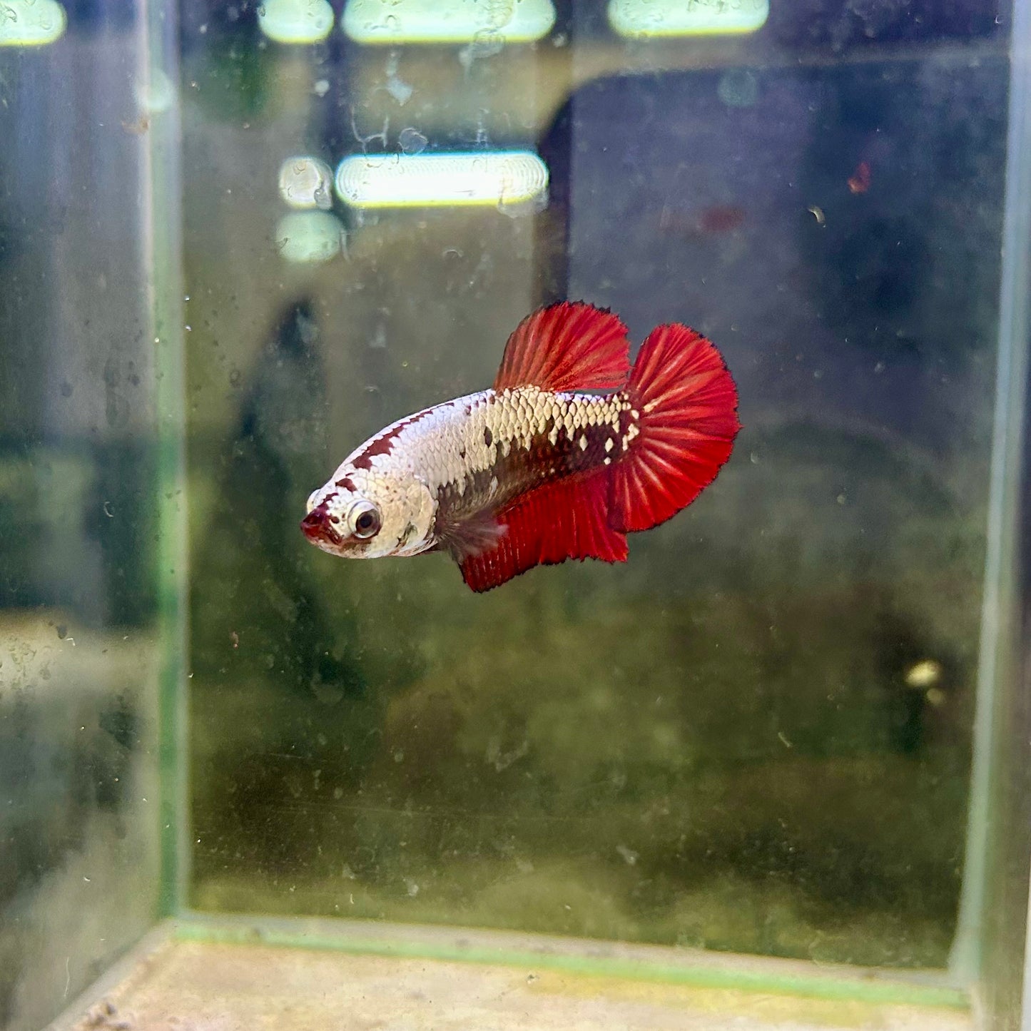 Red Samurai Plakat - Female betta 199