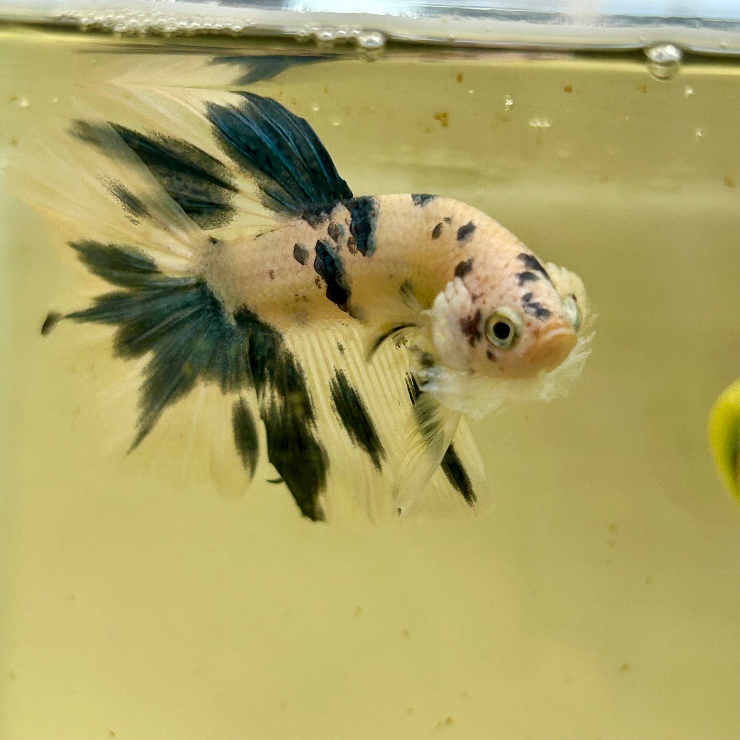 Blue Marble Halfmoon - Male Betta 148