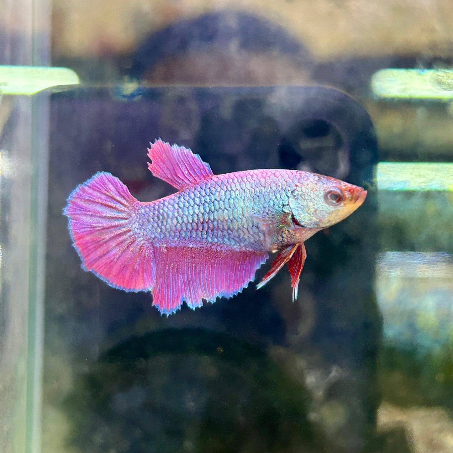 Purple Pink Halfmoon - Female Betta 200