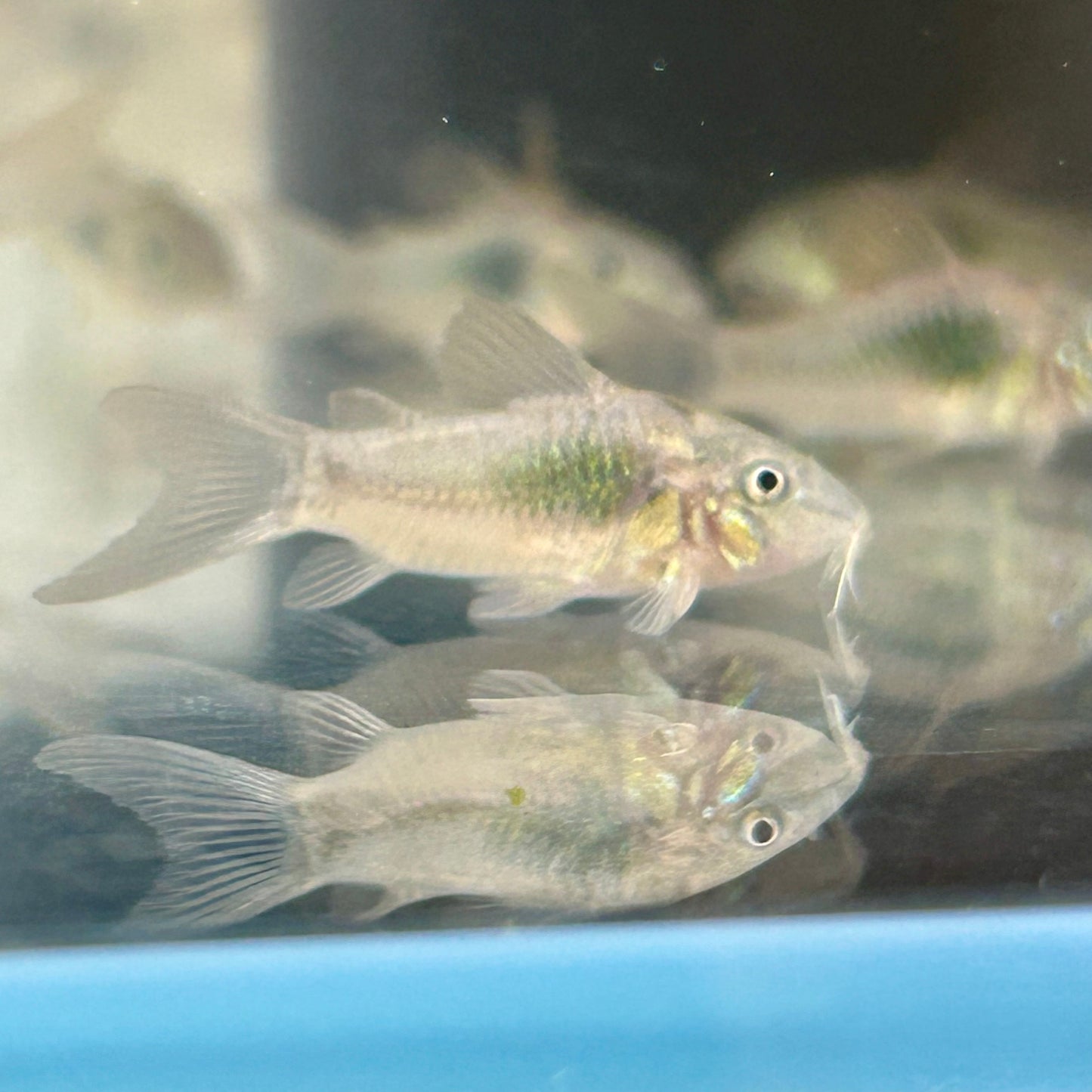 Green Corydoras