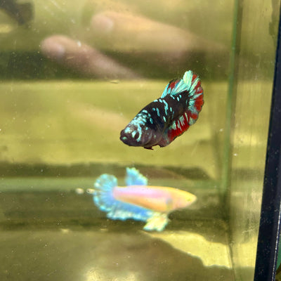 Avarta Gordon Plakat - Female betta 088