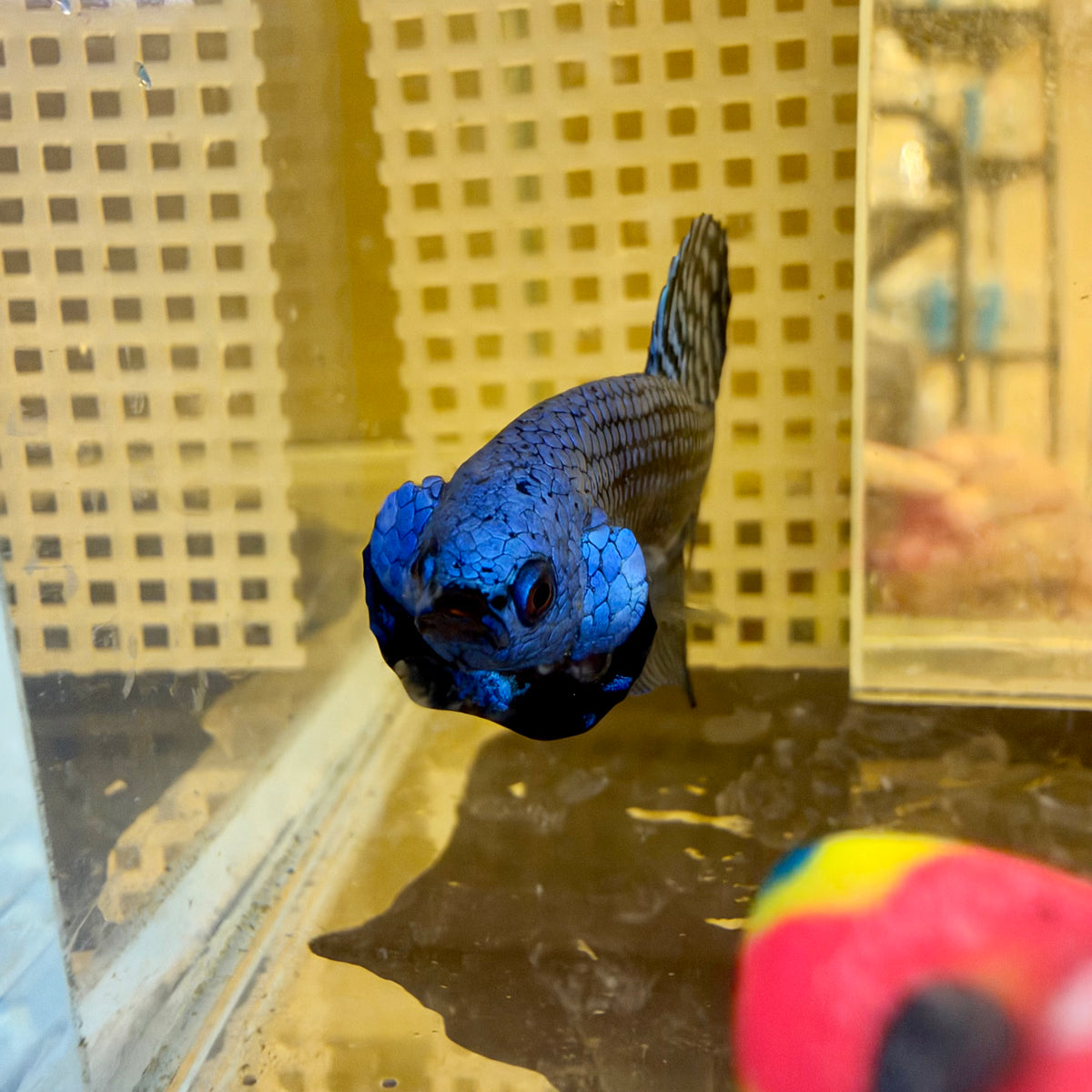 Wild Hybrid Alien Blue Male Betta #024