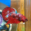 Red Koi Galaxy Plakat - Male Betta 078