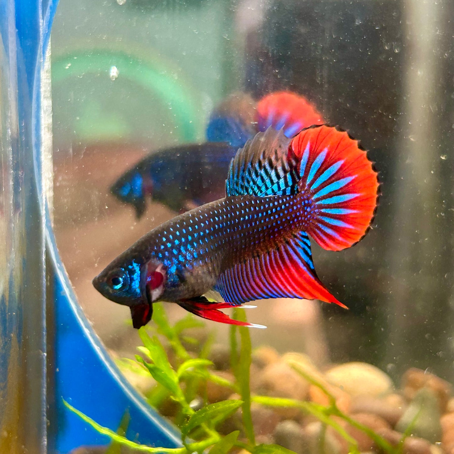 Wild Imbellis Blue - Male Betta 032