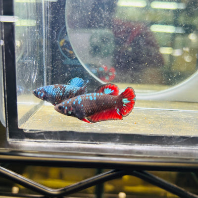 Avarta Vampire Plakat - Female betta 088