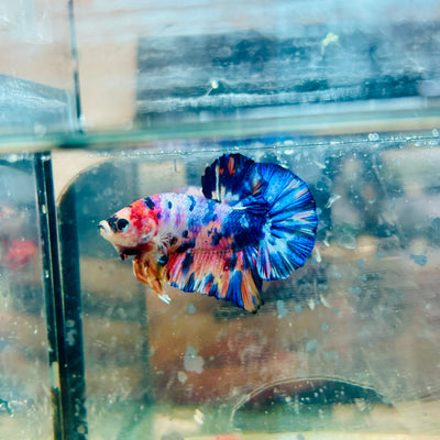 Plakat Koi Candy Galaxy Male Betta #144