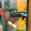 Wild Imbellis Grey - Male Betta 033