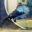 Black Light Steel Blue Plakat - Male betta 078
