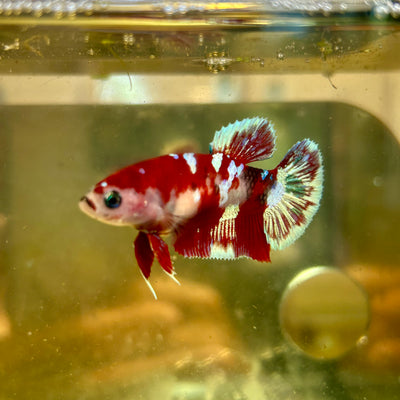 Koi Red Galaxy Plakat - Hembra Betta 35 Grado de criador