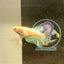 Pastel Feather Tail - Female betta 086