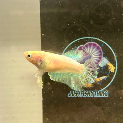 Pastel Feather Tail - Female betta 086