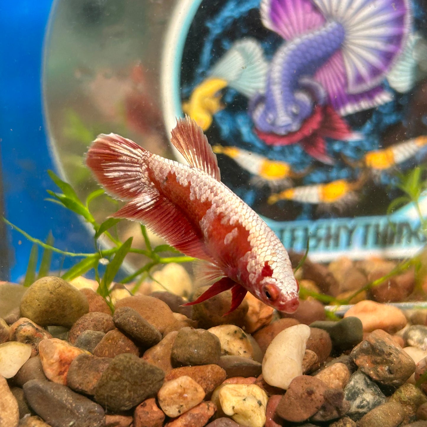 Red Gold Gold Plakat - Female Betta 024