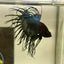 Black Orchid Crowntail - Male Betta 074