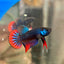 Wild Imbellis Blue - Male Betta 032