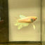 Pastel Feather Tail - Female betta 086