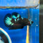 Avarta Nebula Plakat - Male Betta 138 Homebred