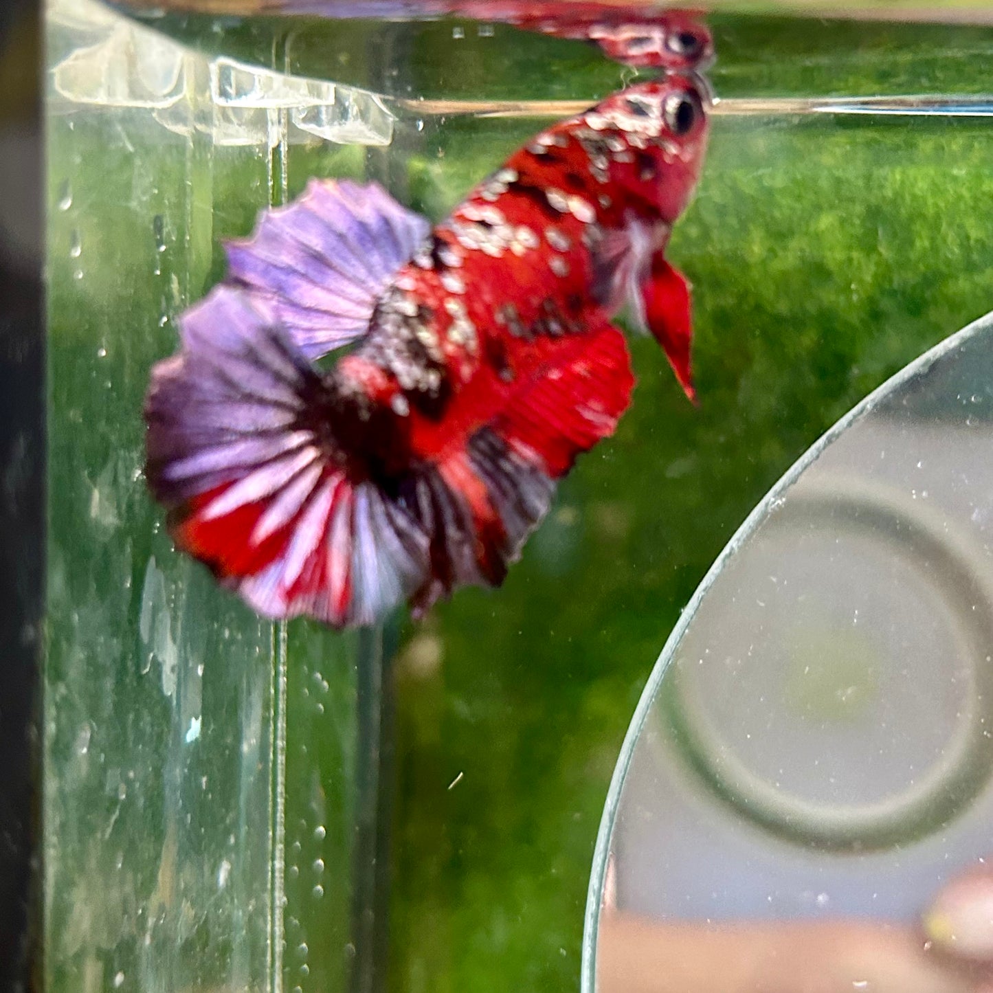 Red Copper Galaxy Plakat - Male Betta 118