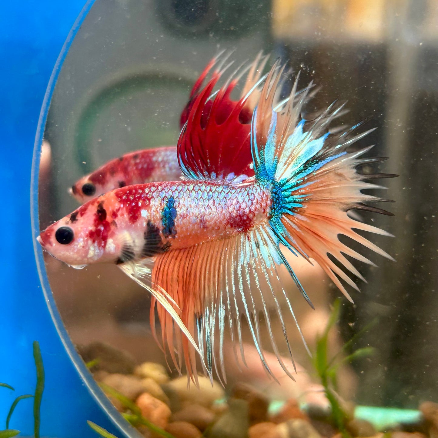 Multicolor Koi Crowntail - Male Betta 129