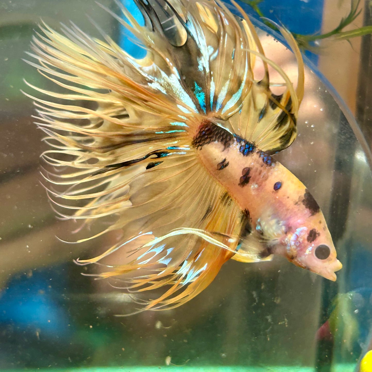 Tiger Koi Crowntail - Male Betta 091