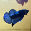 Blacklight Avarta Plakat - Male Betta 146