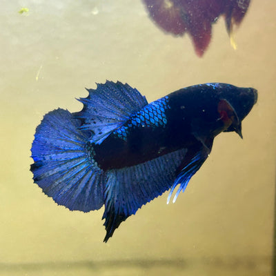 Blacklight Avarta Plakat - Male Betta 146