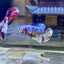 Red Snow Barongsai Plakat - Female Betta 116