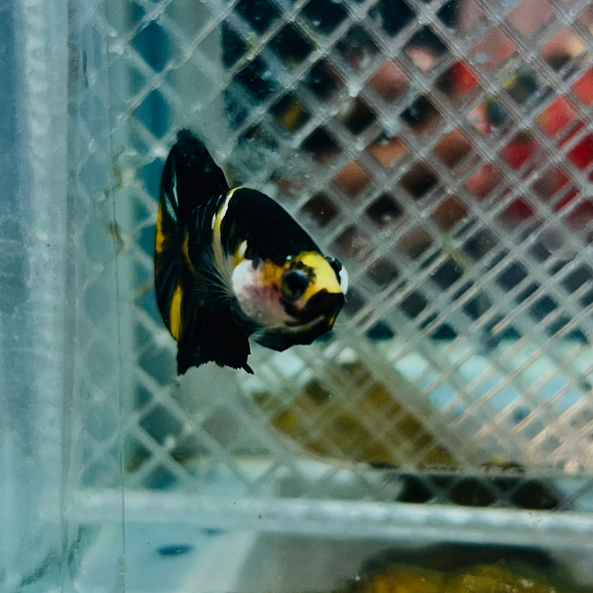 Plakat Bumble Bee Yellow Male Betta #165