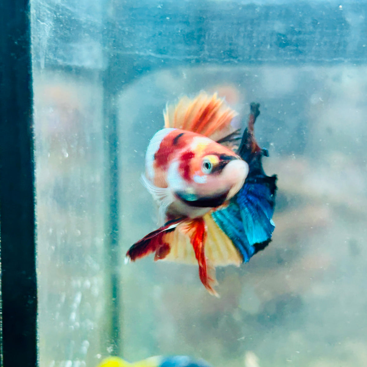 Plakat Nemo Galaxy Male Betta #Au44