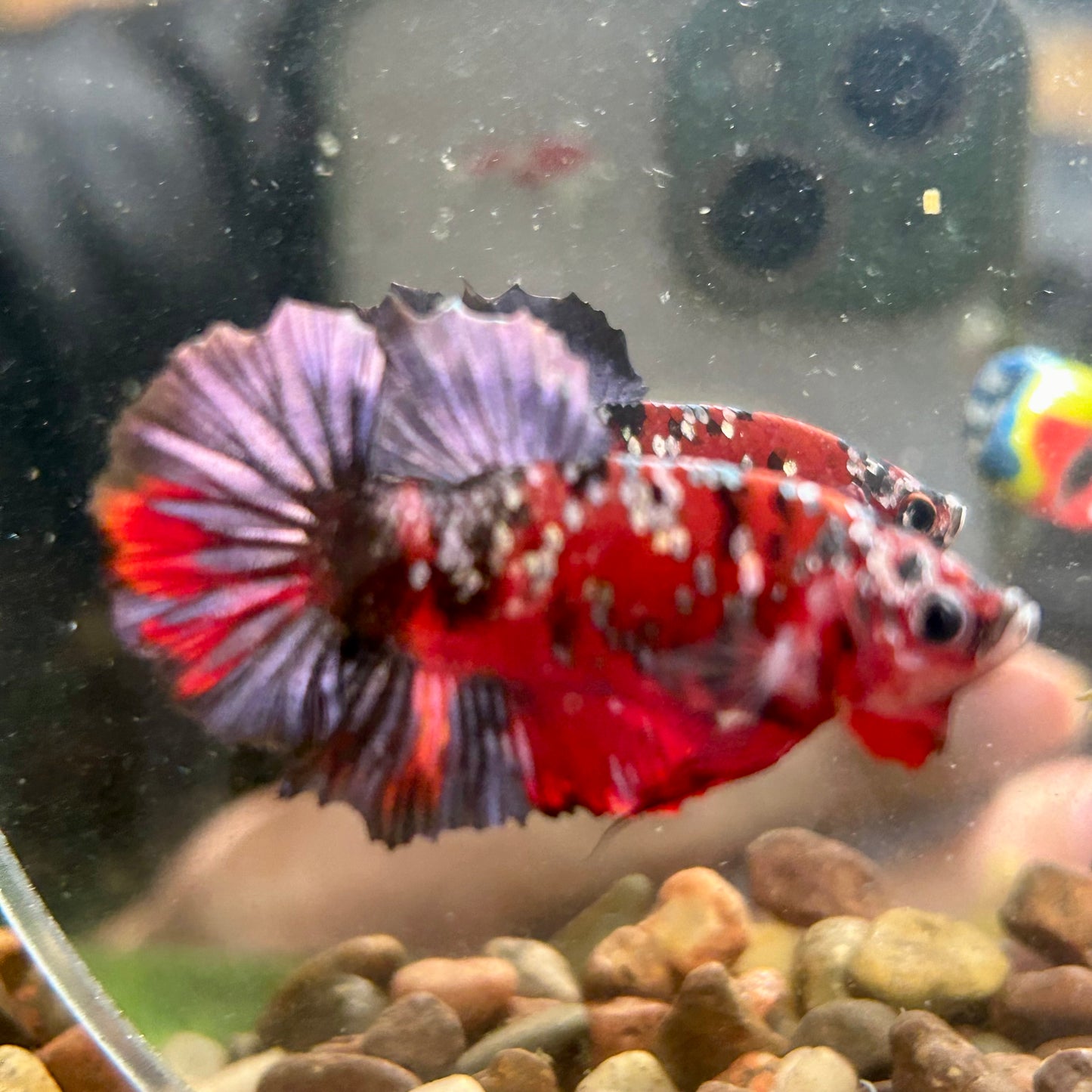 Red Copper Galaxy Plakat - Male Betta 118