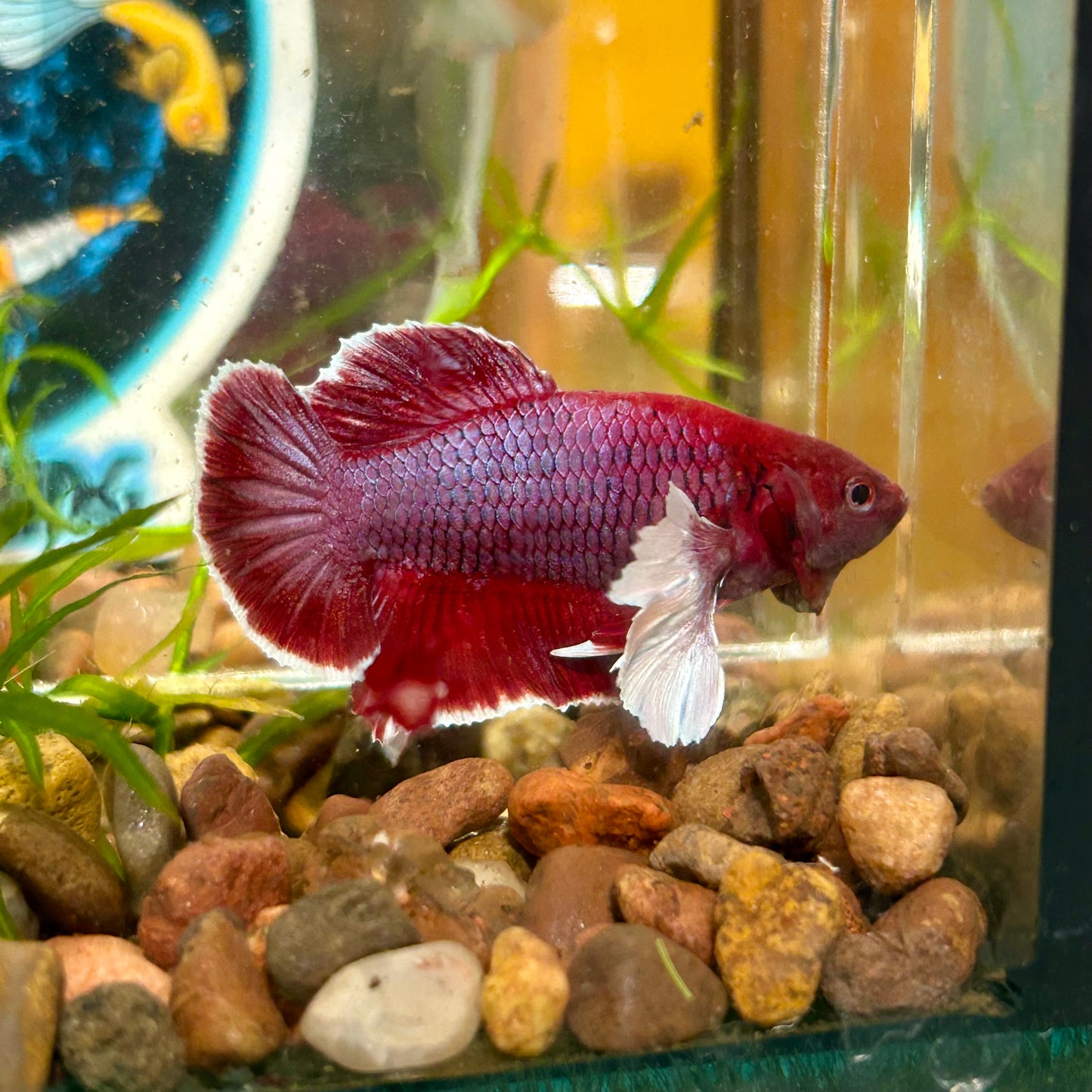 Dumbo Lavender Plakat - Male Betta 048