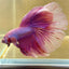 Purple Pink Halfmoon - Male Betta 097