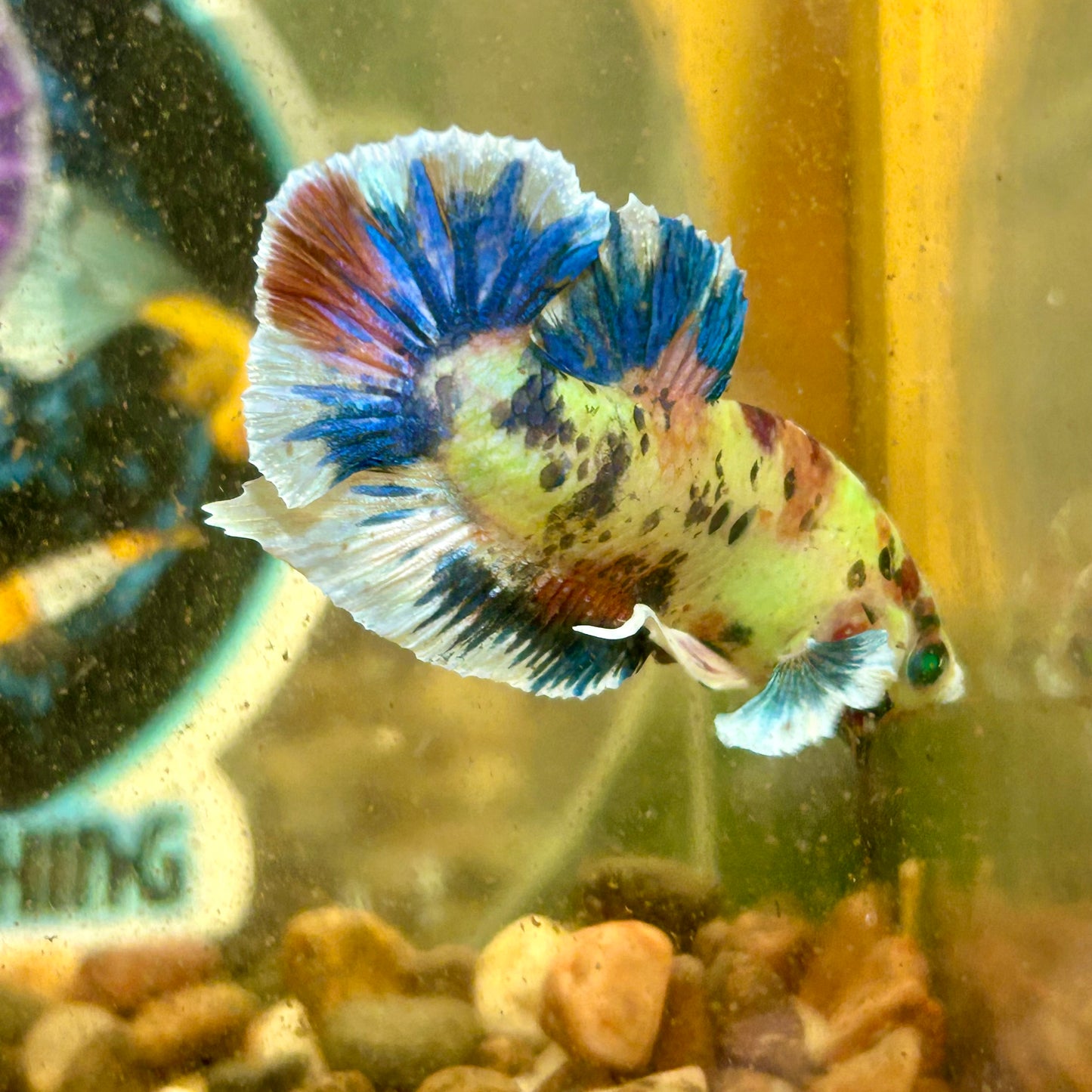 Dumbo Koi Neon Plakat - Male Betta 093