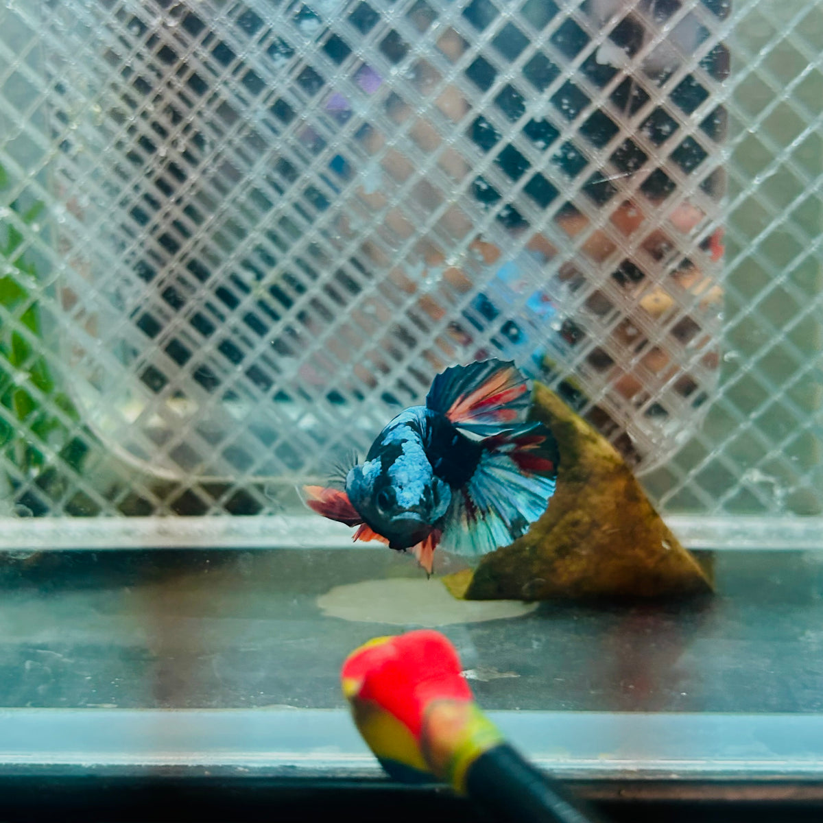 Plakat Avatar Nebula Male Betta #045