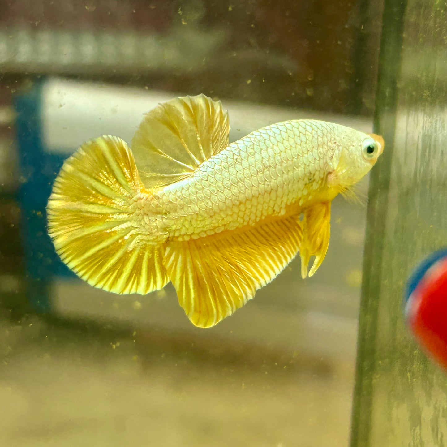 Yellow Dragon Plakat - Male betta 096