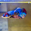 Multicolor Koi Plakat - Female Betta 099