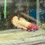 Red Fancy Copper Plakat - Female Betta A88