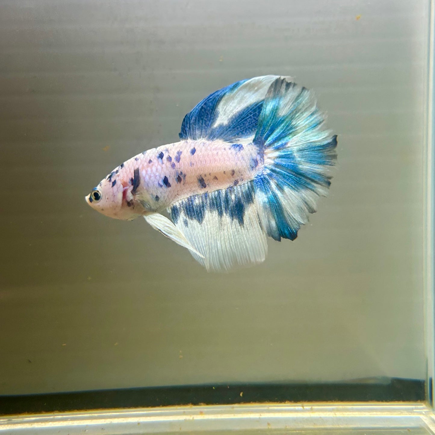 Blue Marble Halfmoon - Male Betta 027