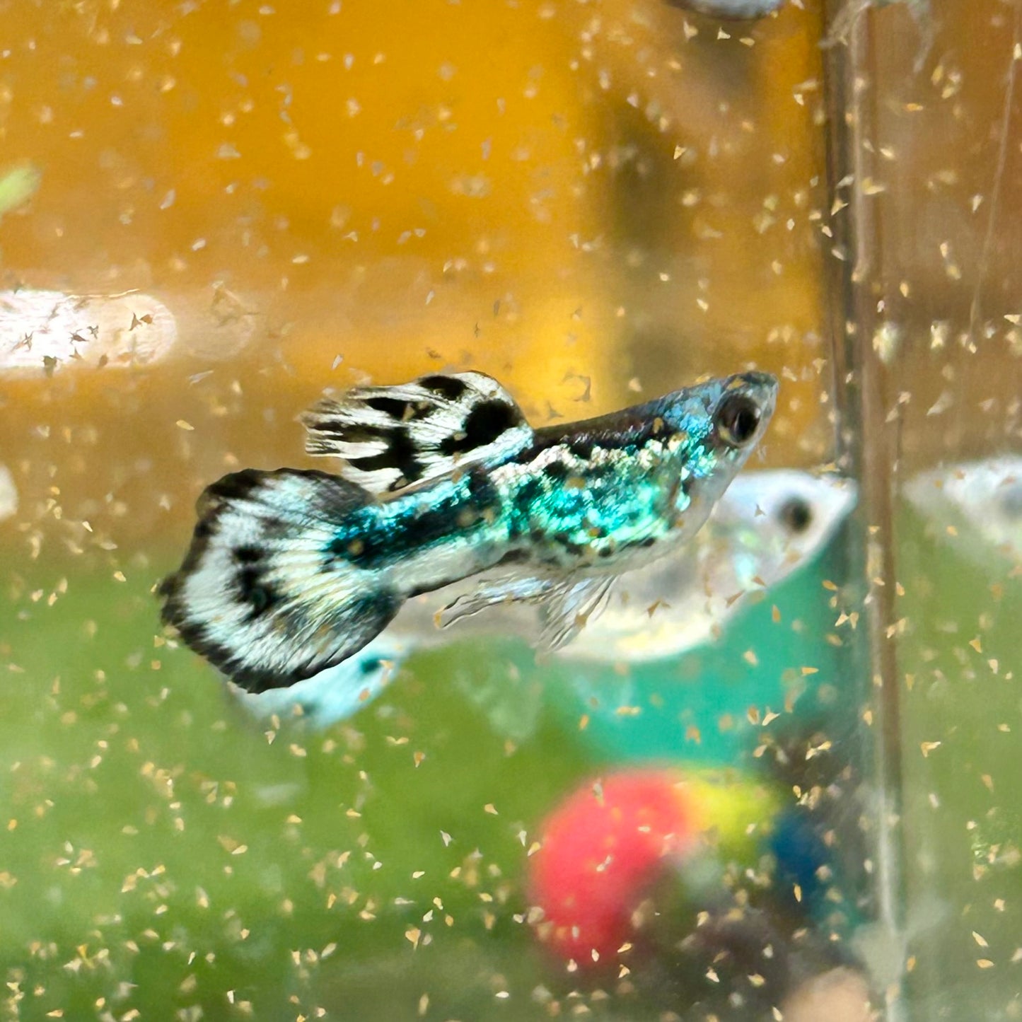 Blue Koi Short Body - Guppy