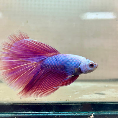 Betta Male Halfmoon Purple Pink #131