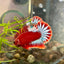 Red Fancy Hellboy Plakat - Male Betta 032