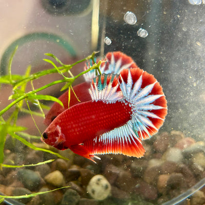 Red Fancy Hellboy Plakat - Male Betta 032