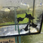 Super Black Balloon Molly Fish