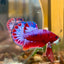 Red Fancy Hellboy Plakat - Male Betta 007