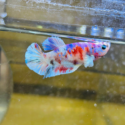 Red Barongsai Plakat - Female betta 066