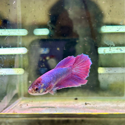 Purple Pink Halfmoon - Female Betta 044