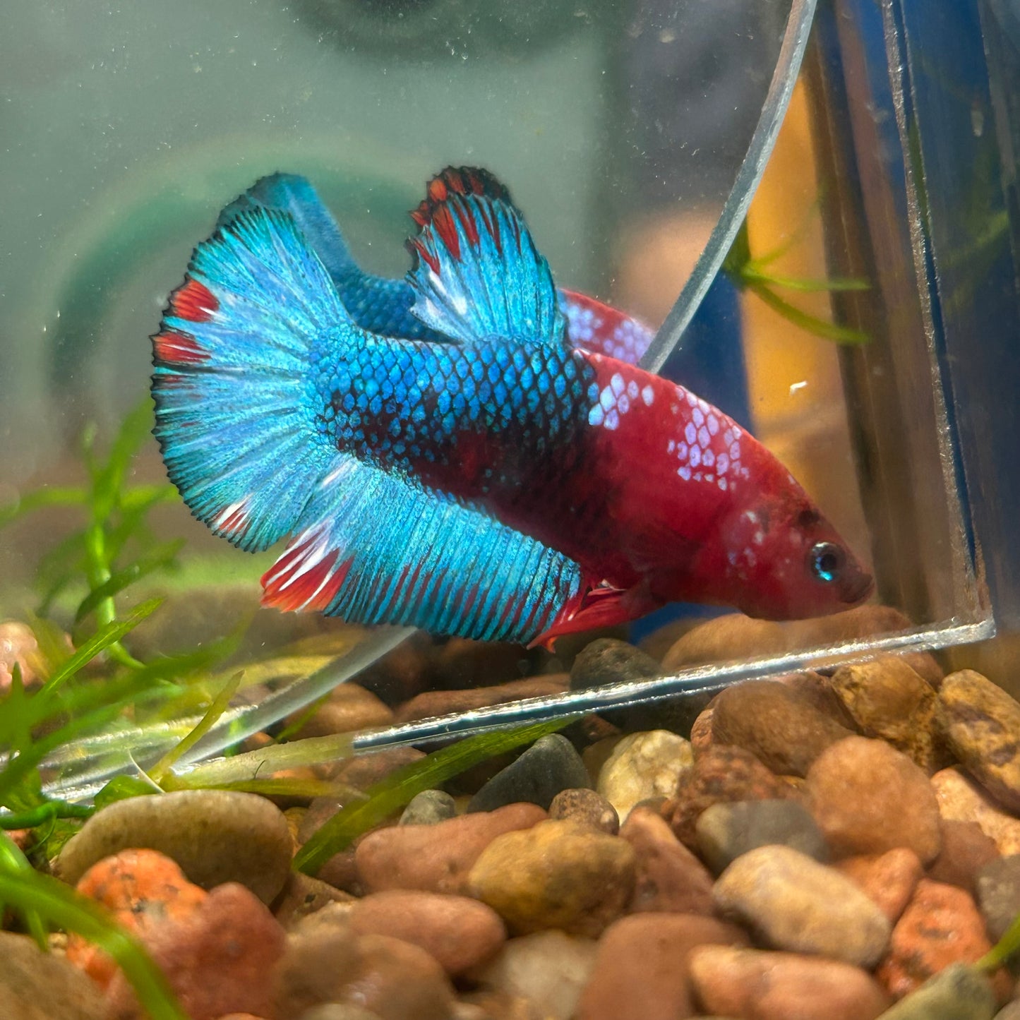 Red Fancy Plakat - Male Betta 104