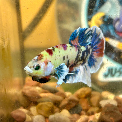 Dumbo Koi Neon Plakat - Male Betta 093