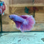 Purple Pink Halfmoon - Male Betta 162