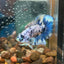 Blue Marble Dot Plakat - Male betta 150